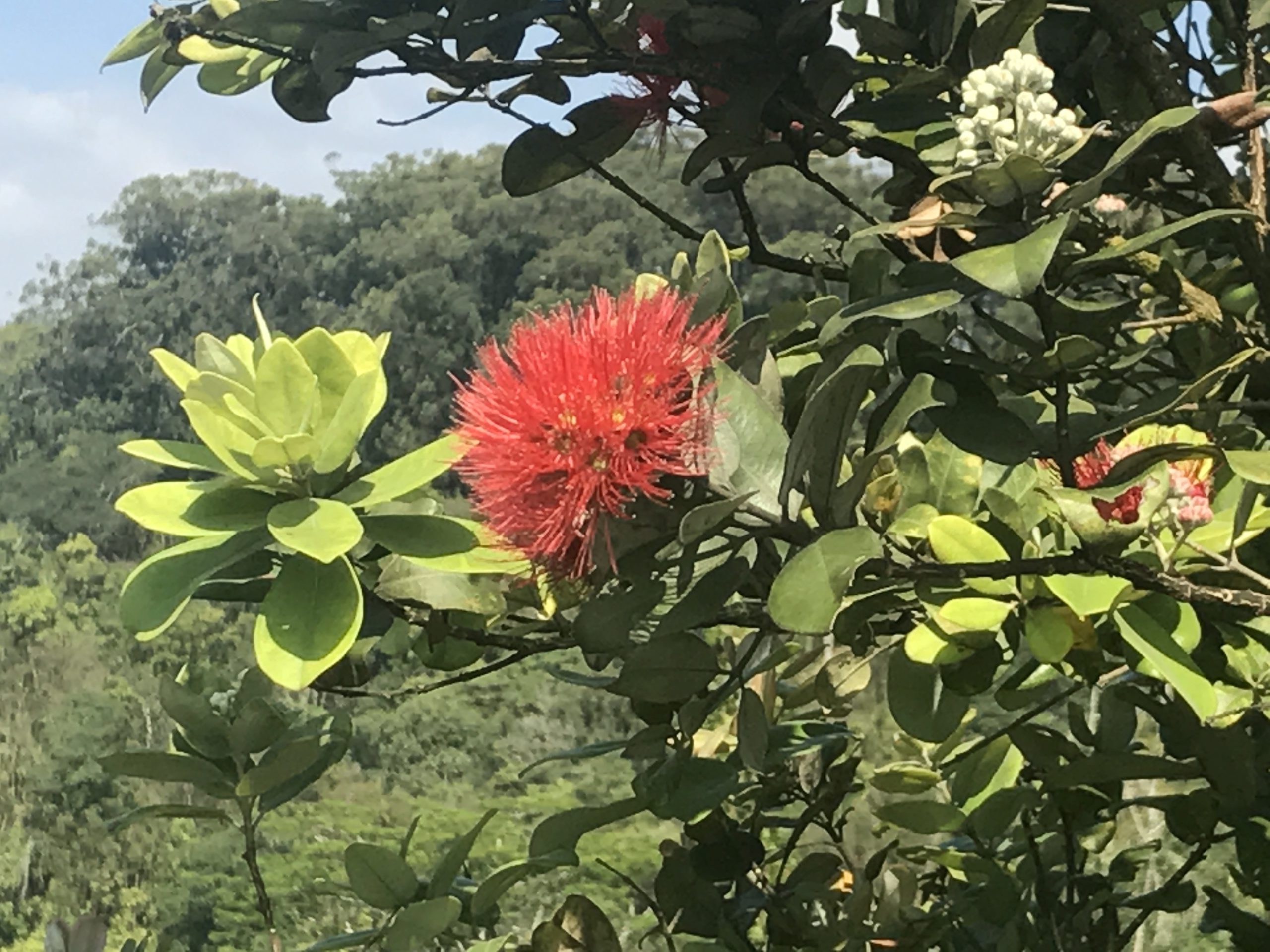 Lehua Day!!